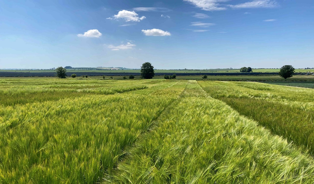 A field of barley from the Recommended List trials.